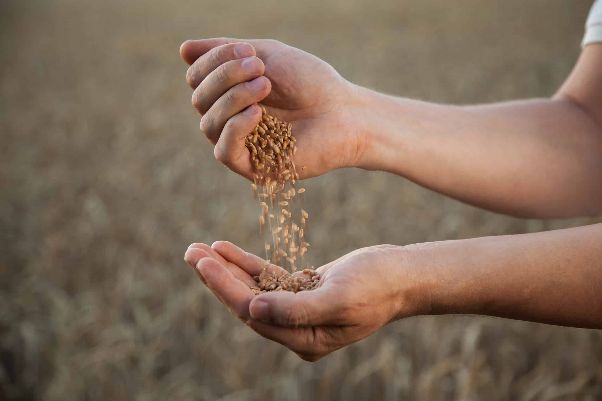 Минэконом выдаст фермерам кредиты на покупку высокоурожайных семян