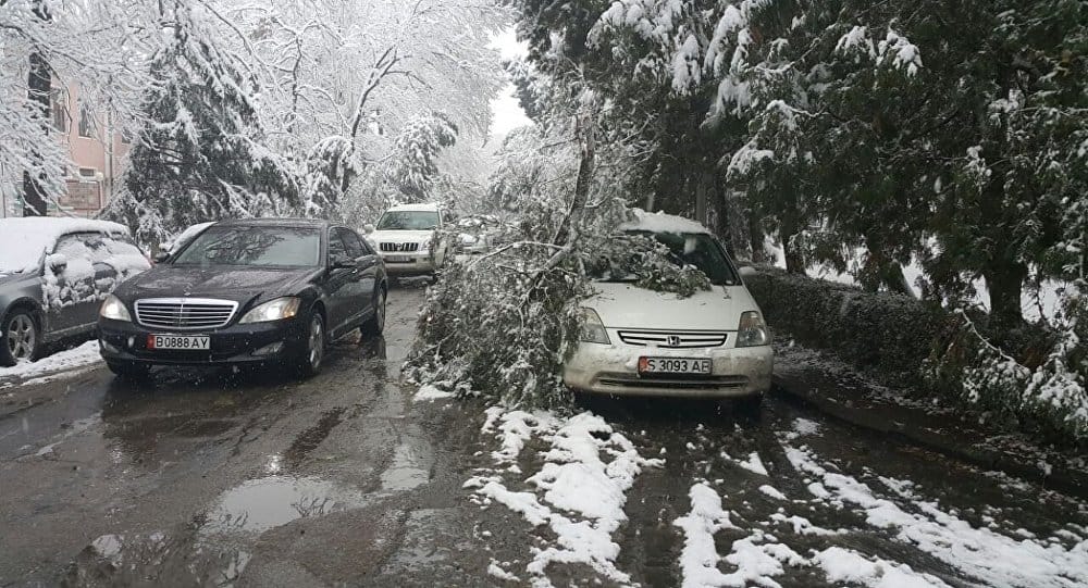 Снег в Бишкеке — горожан просят не парковать автомобили рядом с деревьями