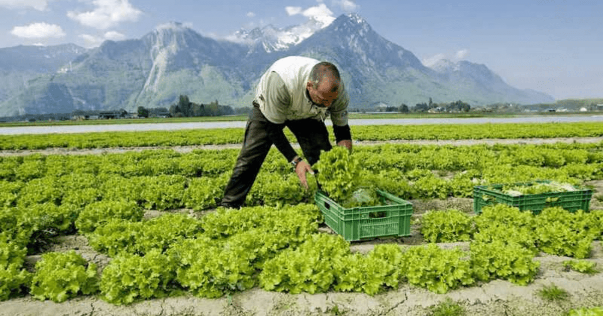 Кабмин намерен выделить 412 млн сомов для обеспечения фермеров льготными кредитами