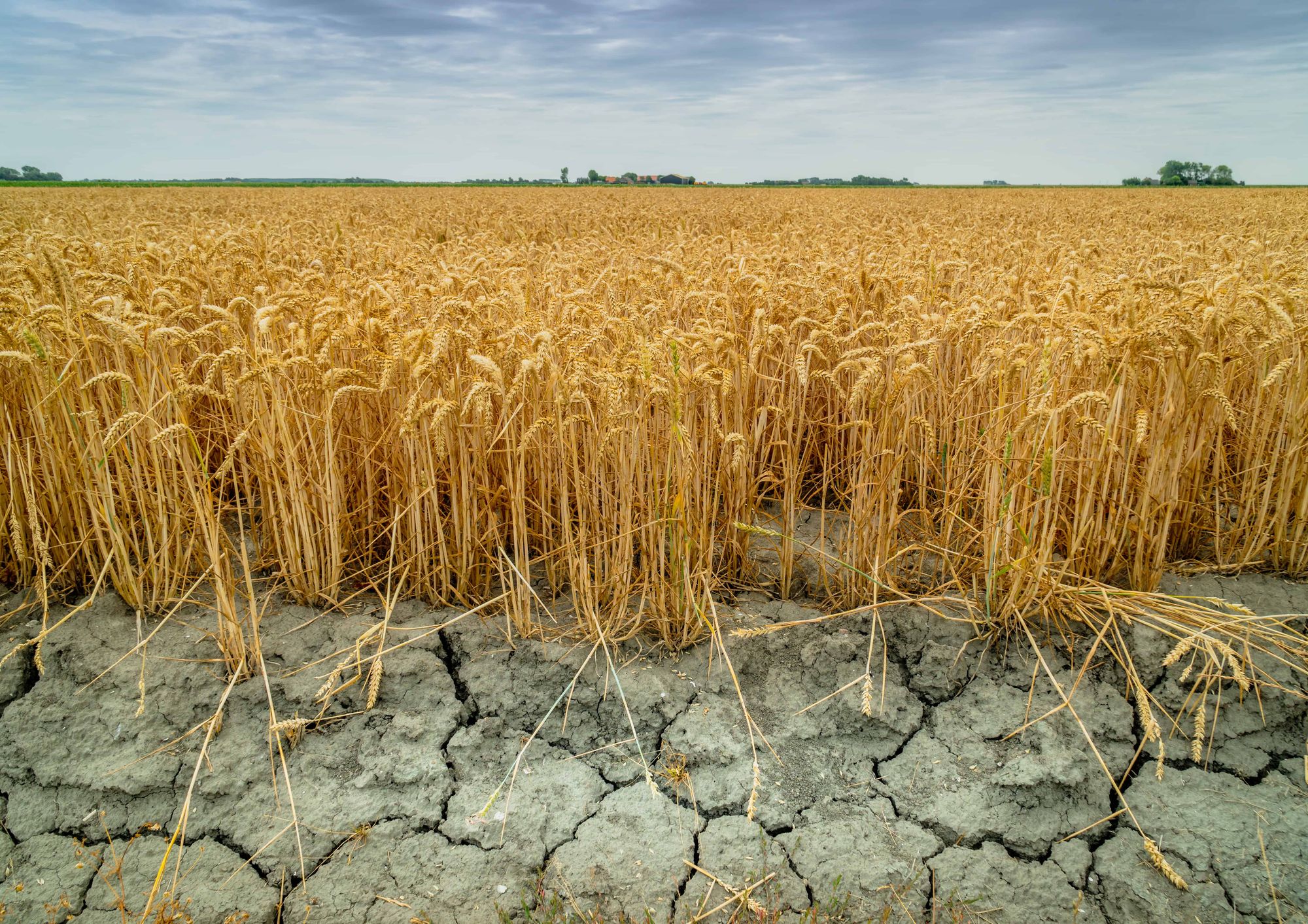 Урожай потерян: из-за жары и нехватки воды урожай пшеницы и ячменя снизился наполовину