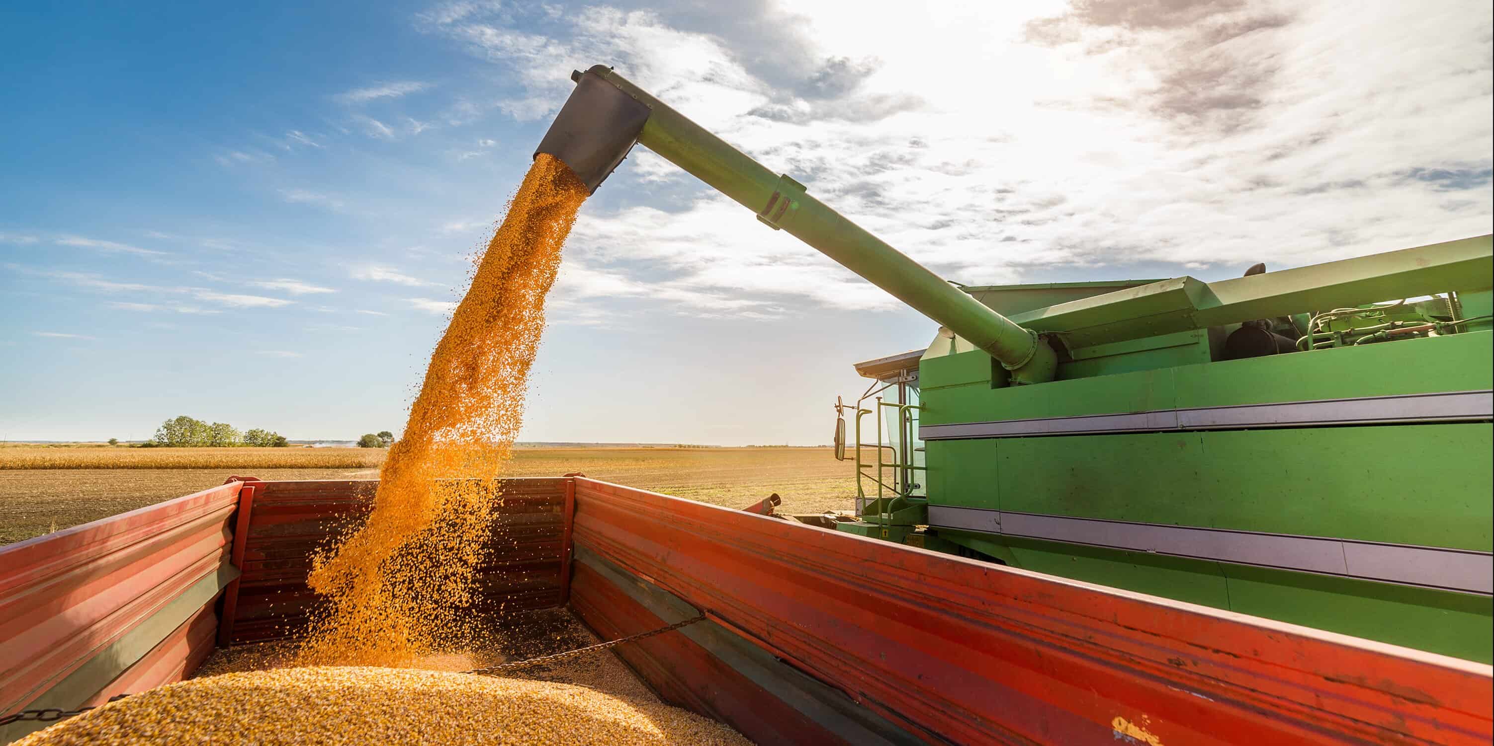 Кабмин планирует произвести 100 тысяч тонн пшеницы для Госматрезервов