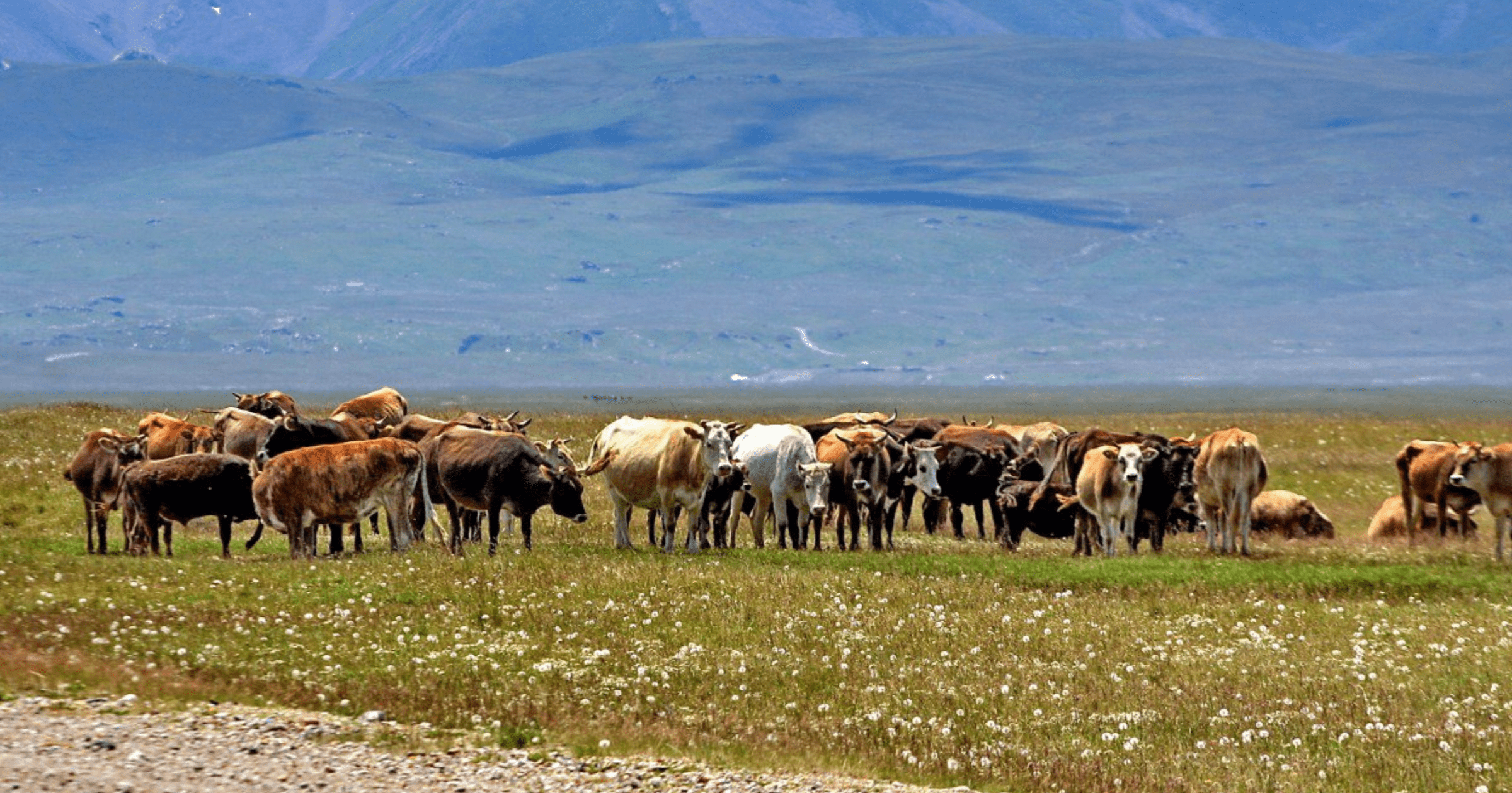 Международный фонд сельхозразвития даст Кыргызстану $31 млн на развитие фермерских хозяйств