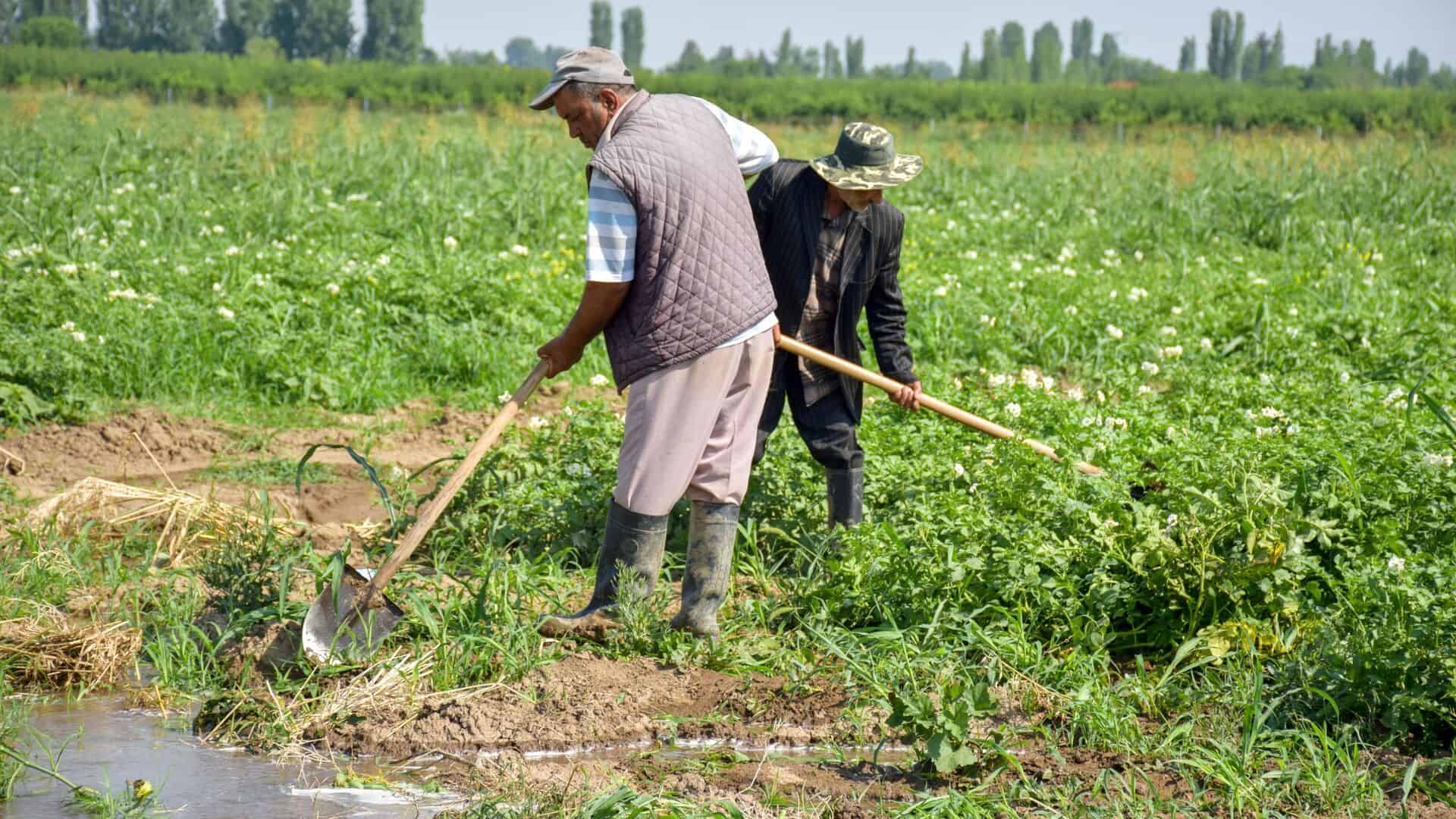 Фермерам, пострадавшим от ливней, помогут соцвыплатами и отсрочкой кредитов