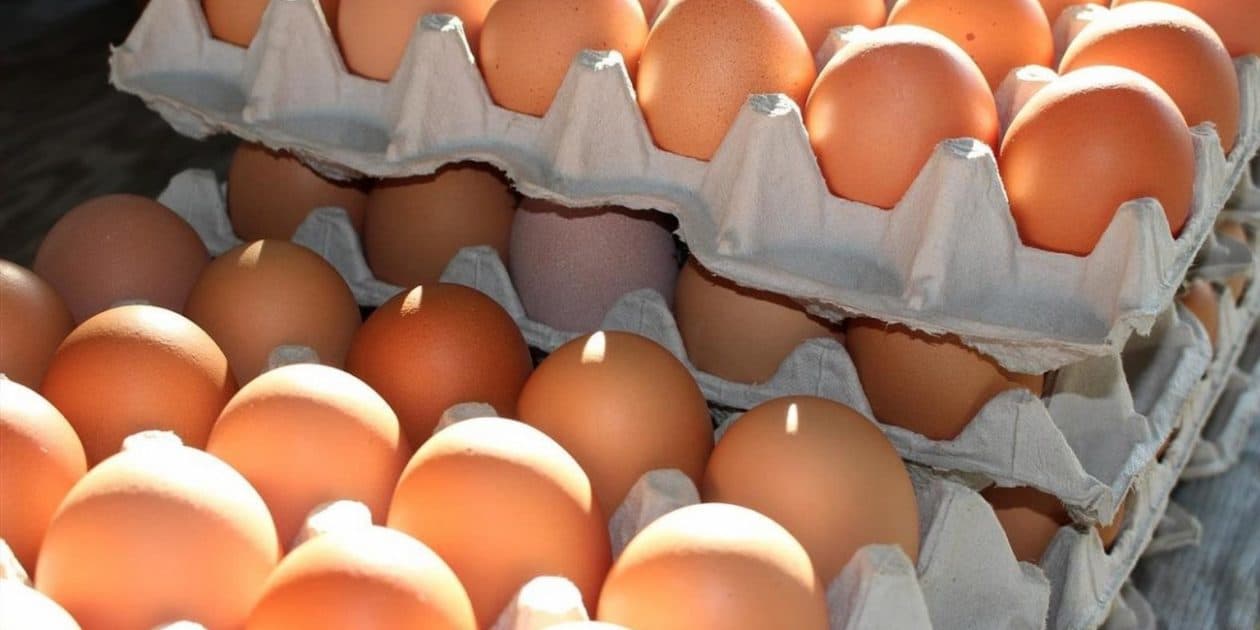 Контрабанда яиц и высокие цены на корма приводят к закрытию птицефабрик в Кыргызстане