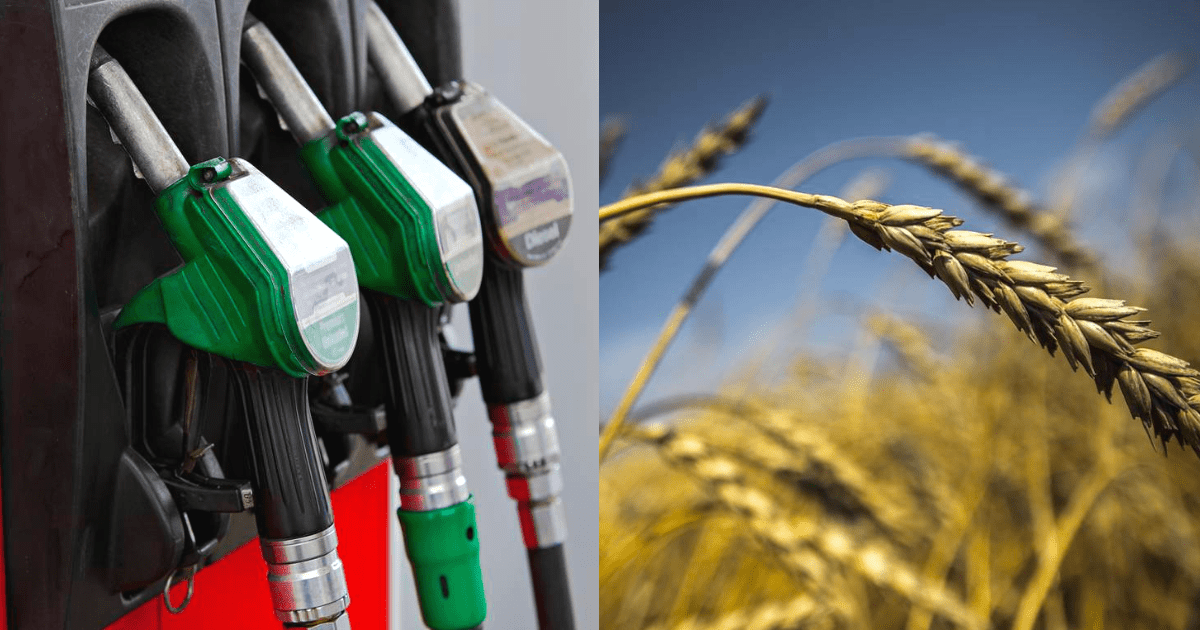 Госантимонополия установила для фермеров цены на пшеницу и дизтопливо