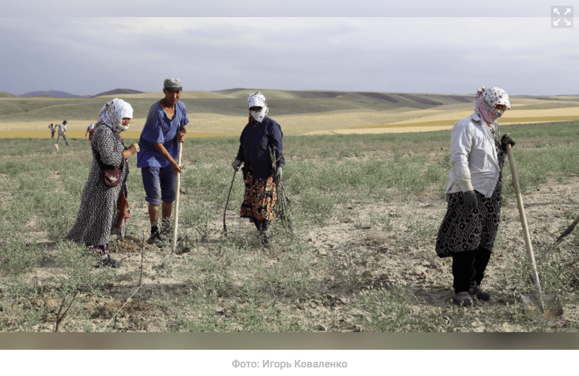 Недалеко от границы с Таджикистаном фермеры разбивают сад в 100 га — бюджет проекта 100 млн сомов