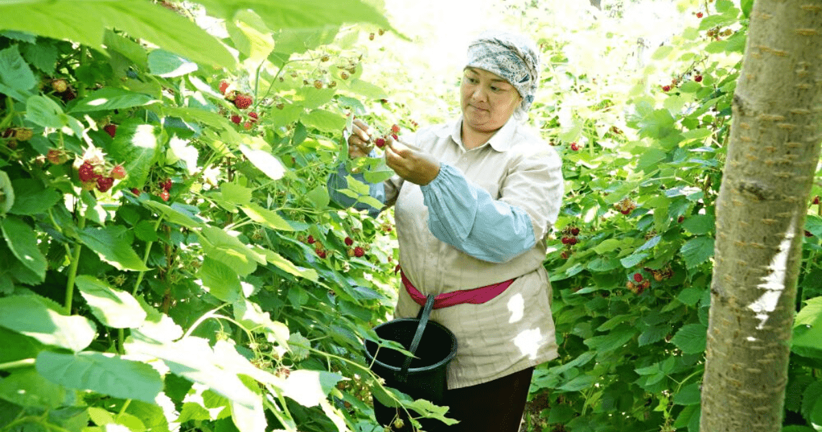 Экспорт баткенской малины увеличат благодаря новому оборудованию для шоковой заморозки