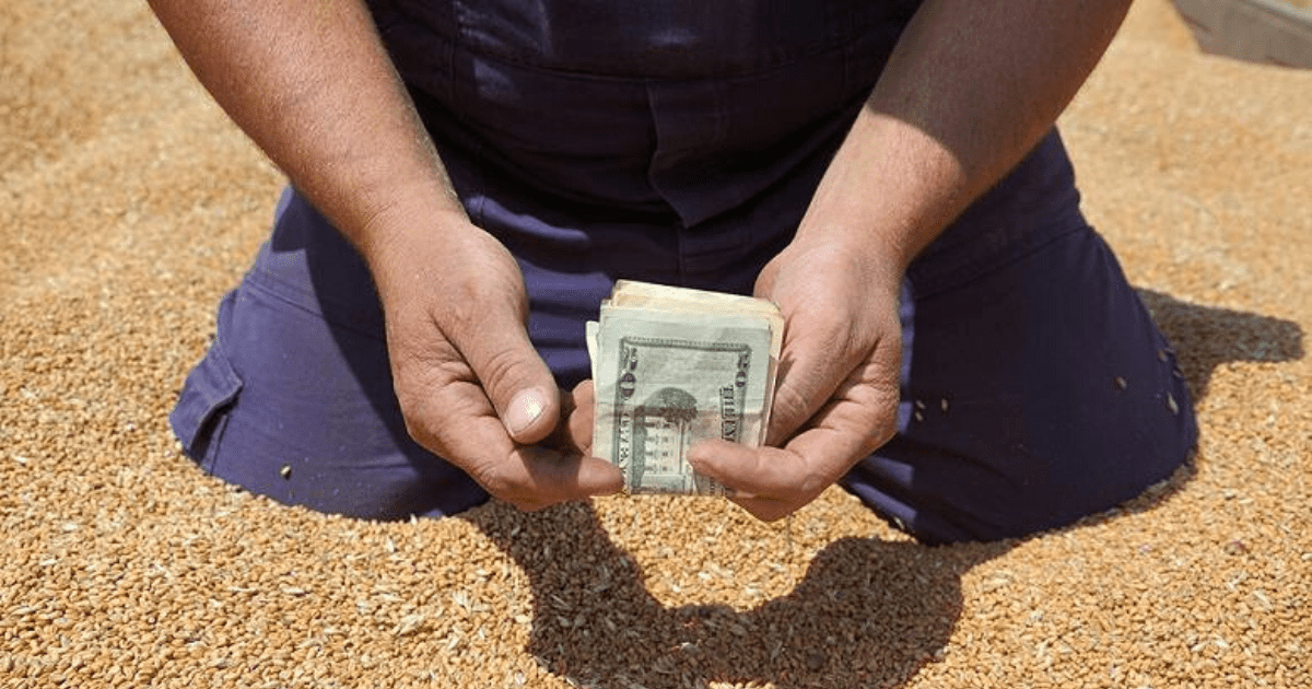 Фермерам начнут выдавать кредиты под залог урожая — как будет работать механизм