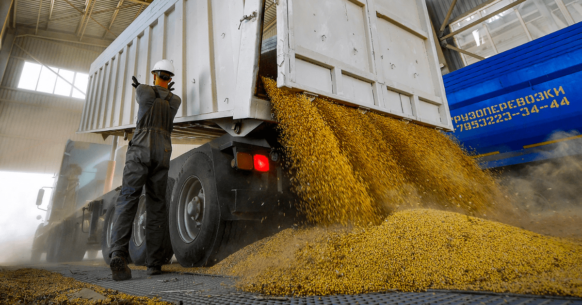 Введен временный запрет на вывоз из КР пшеницы, муки и подсолнечника