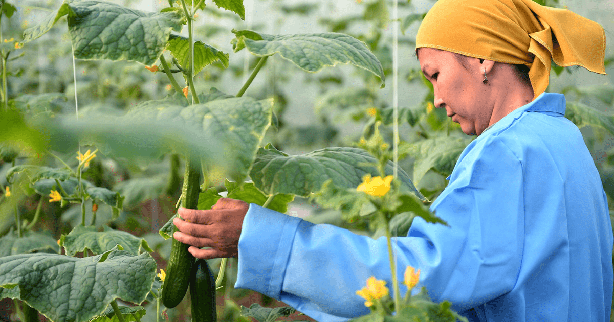 На развитие сельского хозяйства выдано почти 8.3 тысяч кредитов на общую сумму 4.7 млрд сомов