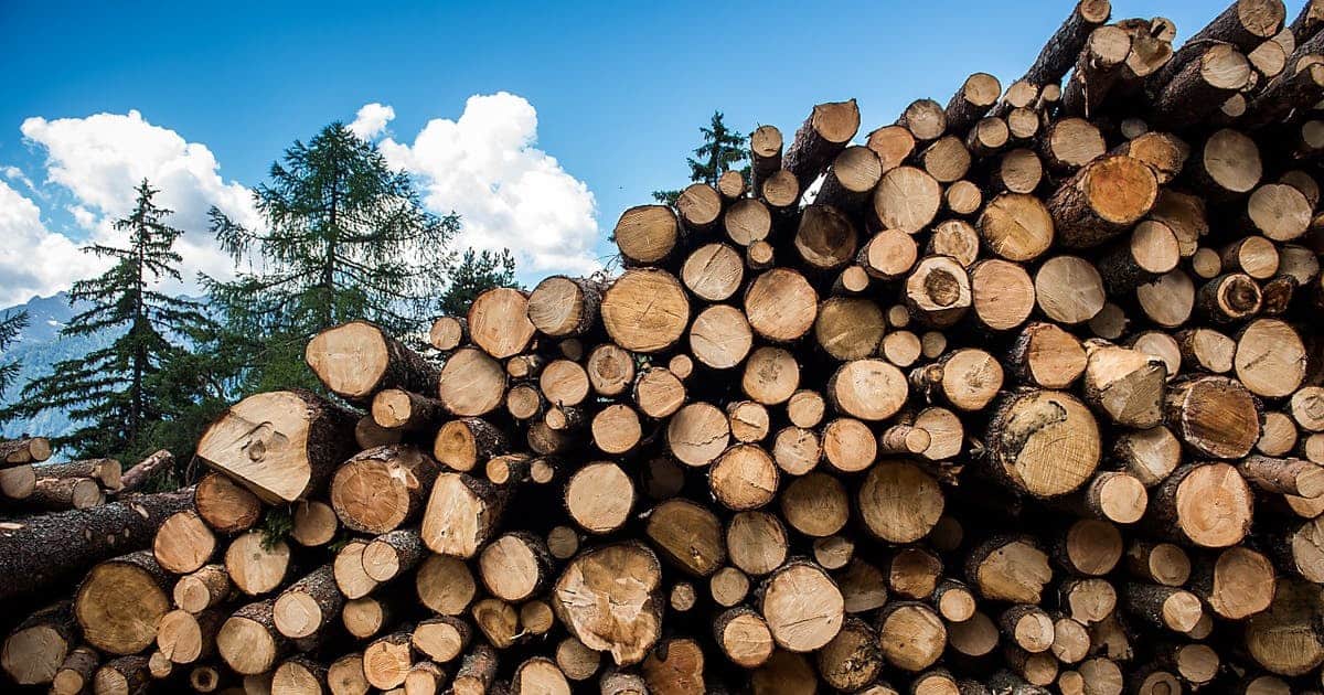 Кабмин ввел временный запрет на вывоз древесины и лесоматериалов