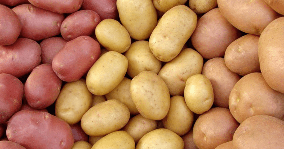 В Оше и Нарыне планируется выращивать элитный семенной картофель совместно с Узбекистаном
