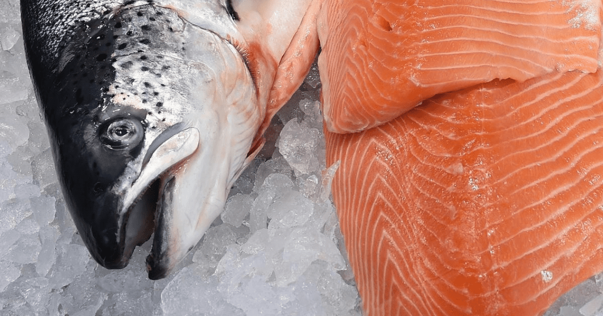 Россия просит приостановить сертификацию кыргызской форели — В рыбе и икре находят запрещенные вещества