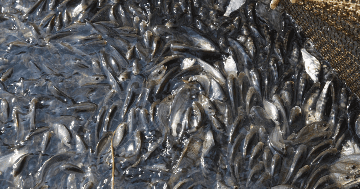 Для зарыбления Иссык-Куля вывели 4.9 млн молоди рыбы