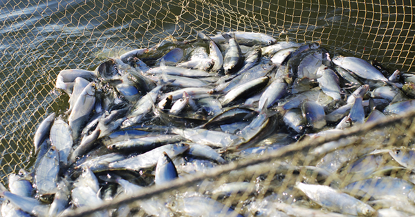 Власти хотят ввести запрет на вылов рыбы из Иссык-Куля и Сон-Куля изображение публикации