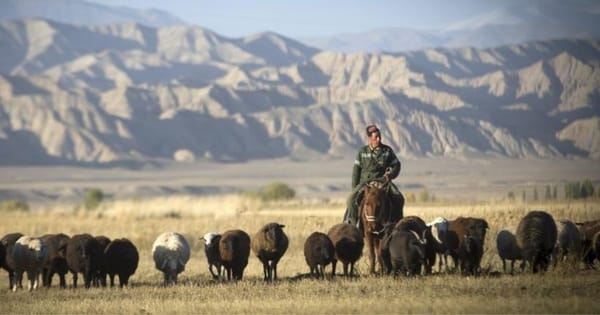 В Кыргызстане будут страховать животноводов от погодных рисков изображение публикации