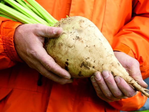 Закупочные цены на сахарную свеклу выросли на 58% — Госантимонополия изображение публикации