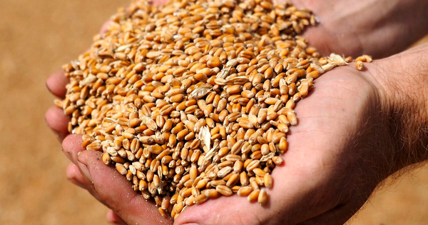 Фонд госматрезервов не купил пшеницу только у одного фермера – Минсельхоз ответил на обвинения депутата изображение публикации