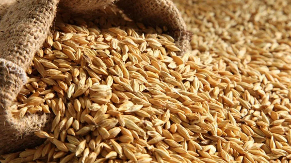 Экспорт кормов и злаков из Кыргызстана под запретом на полгода изображение публикации