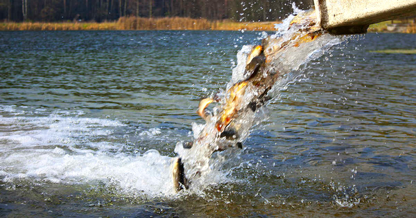 В озеро Иссык-Куль выпустили 90 тысяч штук рыб изображение публикации