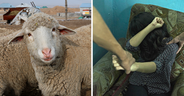 За скотокрадство в Кыргызстане хотят наказывать жестче, чем за похищение людей – Бекешев изображение публикации