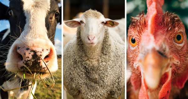 Минсельхоз хочет выплачивать госдотации животноводам, разводящим скот элитных пород изображение публикации