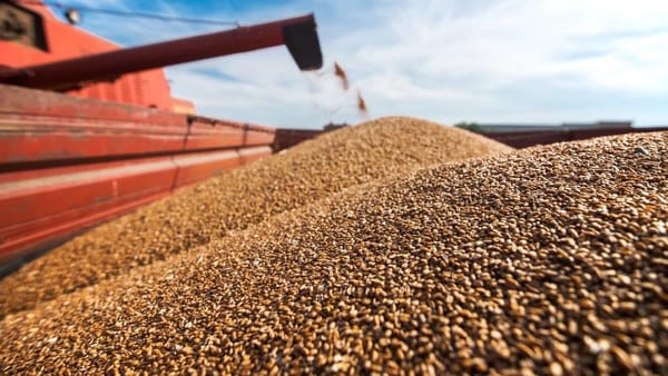 Из-за засухи урожайность зерновых культур снизился на 20% изображение публикации