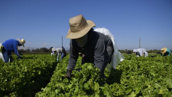 Для фермеров Кыргызстана хотят запустить электронный портал изображение публикации