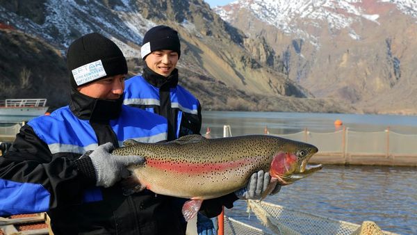 Ее запрещали, но она "всплыла" — кыргызская форель стала основным блюдом на саммите ШОС изображение публикации