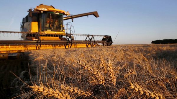 Кабмин установил план по сбору пшеницы на 2024 год - 100 тысяч тонн изображение публикации