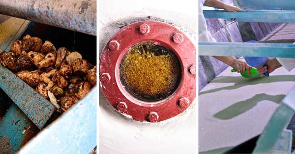 Как в Кыргызстане производят сахар из свеклы – фото с завода "Кошой" изображение публикации