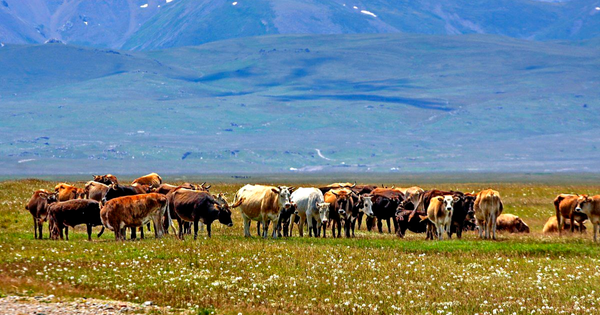 Государство выделило 26.5 млн сомов на улучшение состояния пастбищ изображение публикации