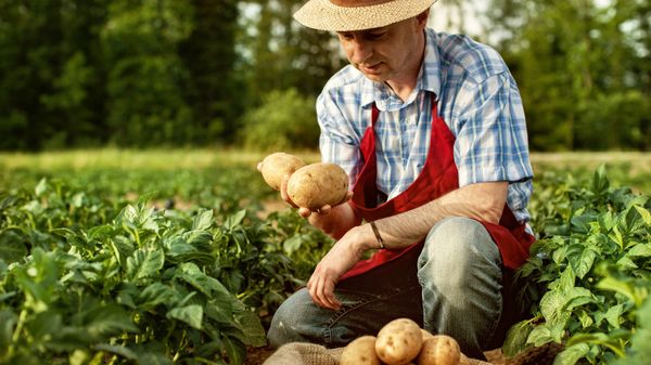 Фермерам Кыргызстана выдали 3.3 млрд сомов в виде кредитов изображение публикации