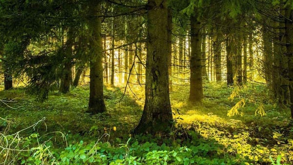 В следующем году Минсельхоз начнет строить питомник и лесозащитную полосу за $220 тысяч изображение публикации