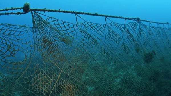 Кабмин запретил ввоз рыболовных сетей в Кыргызстан изображение публикации