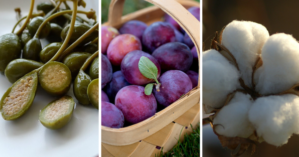 Объем экспорта органической сельхозпродукции из КР за 2023 год составил почти 6.4 тысячи тонн изображение публикации