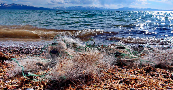 Охрана биоресурсов пополнила бюджет Кыргызстана 115 млн сомов изображение публикации