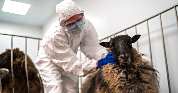 Ветеринары незаконно продавали вакцины, которые закупались на бюджетные средства изображение публикации