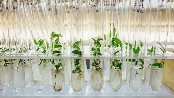 Кыргызстан планирует производить в биолаборатории безвирусные саженцы – на это заложено 60 млн сомов изображение публикации