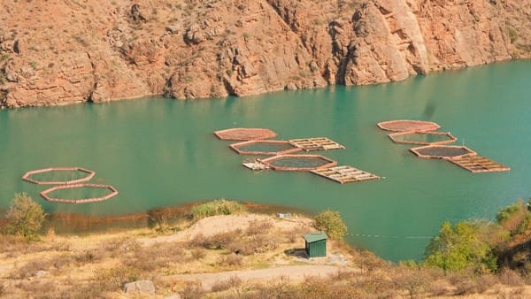 В этом году в Кыргызстане произведено 33 тысячи тонн рыбы и рыбной продукции изображение публикации