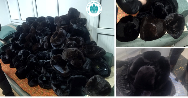 В Кыргызстане пресекли незаконный ввоз 152 норковых шапок изображение публикации