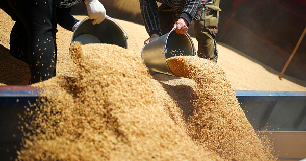 Несколько видов сельхозтоваров освободили в КР от уплаты НДС при импорте до конца года – перечень изображение публикации