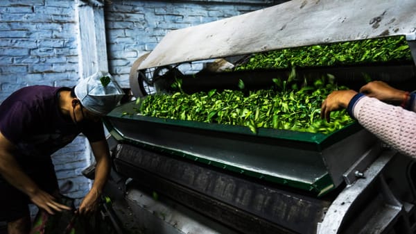 «Кыргызиндустрия» и Organic Holding KG создадут СП по переработке лекарственных растений изображение публикации