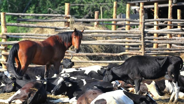 Какие проекты реализует Ветеринарная служба совместно с международными организациями — список изображение публикации