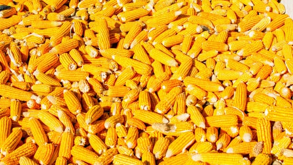 КР планирует увеличить урожайность кукурузы — создано кластерное объединение изображение публикации