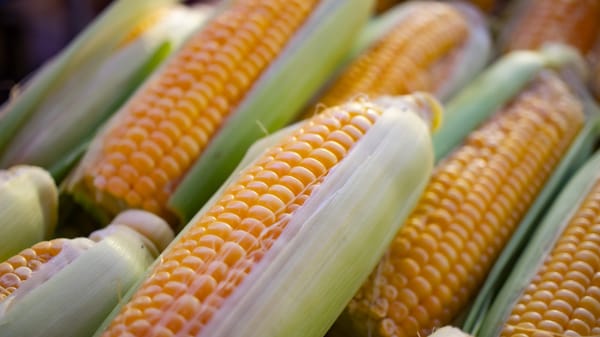 Компании из Кыргызстана будут поставлять в китайский Кашгар кукурузу и текстиль изображение публикации