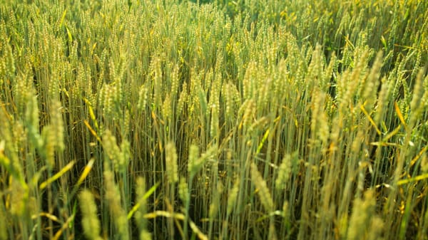 Пастбища Кыргызстана