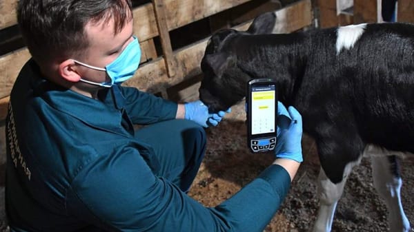 В Кыргызстане более 60 тысяч животных прошли идентификацию – Минсельхоз изображение публикации