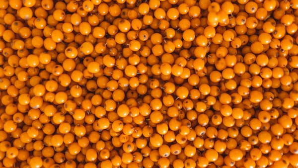 Фермеров Нарынской области обучили выращивать облепиху в горных условиях изображение публикации