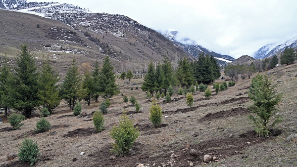 Минфин КР открыл спецсчет для сбора грантовых и донорских средств по программе «Жашыл мурас» изображение публикации